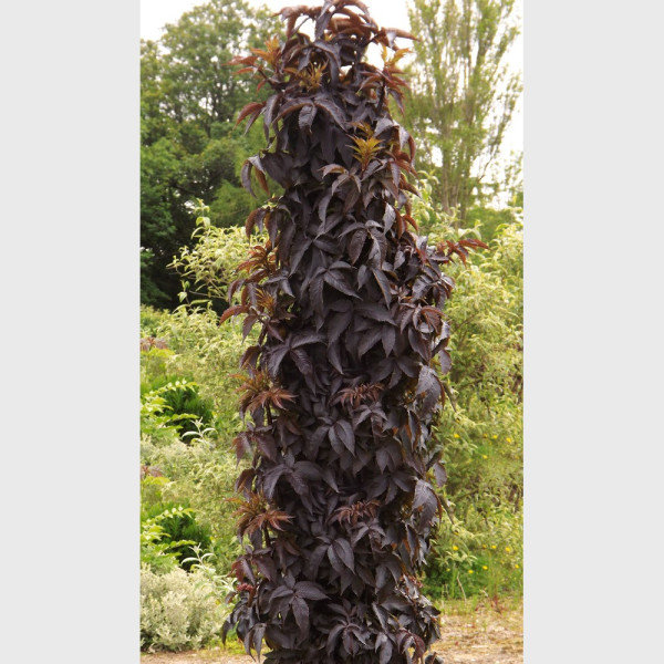 Black Tower bazga - mala