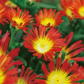 Delosperma Fire Wonder