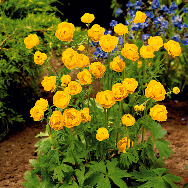 Planinčica "Goldkönigin"