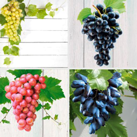 1 Picurka, 1 Rosella, 1 King Ruby, 1 Suvenir