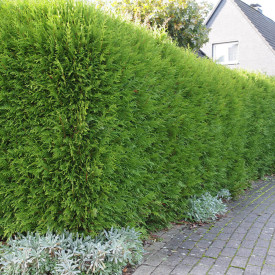 Tuja Brabant (3)