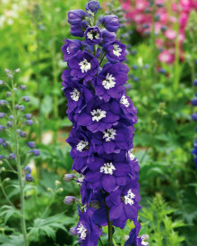 Kokotić Blue Star