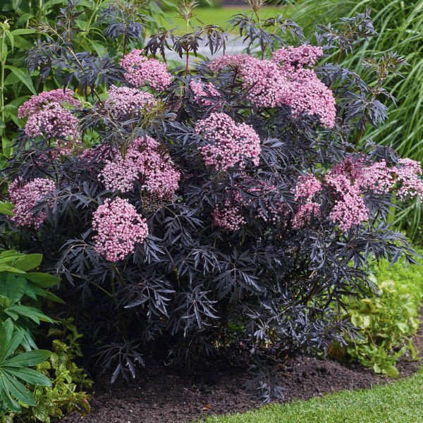 Crvenolisna ukrasna bazga Cherry Lace