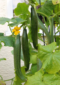 Dugi krastavac ‘Long Star 1’