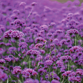 Verbena (3)