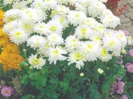 Krizantema Gerrie Hoek, bijela