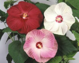 3 močvarna hibiskusa