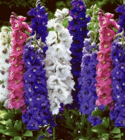 Kokotić, miks boja (3 kom)