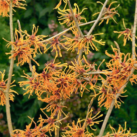 Hamamelis Aphrodite