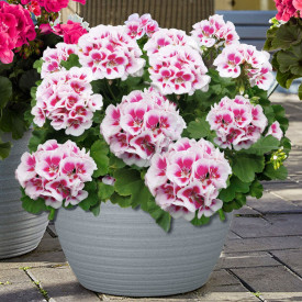 Americana White Splash – velika pelargonija u tegli