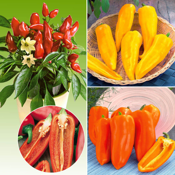 Miks Midi paprike (3)