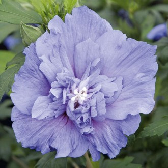 Hibiskus 'Blue Chiffon'