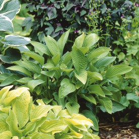 Hosta 'Marmelade on Toast'