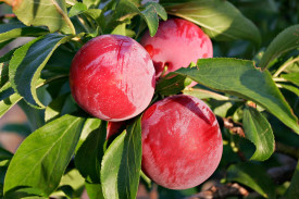 Ringlov Santa Rosa, u vreči