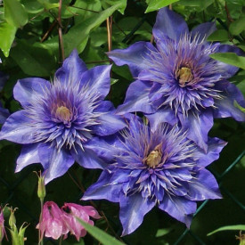 Klematis Multi Blue
